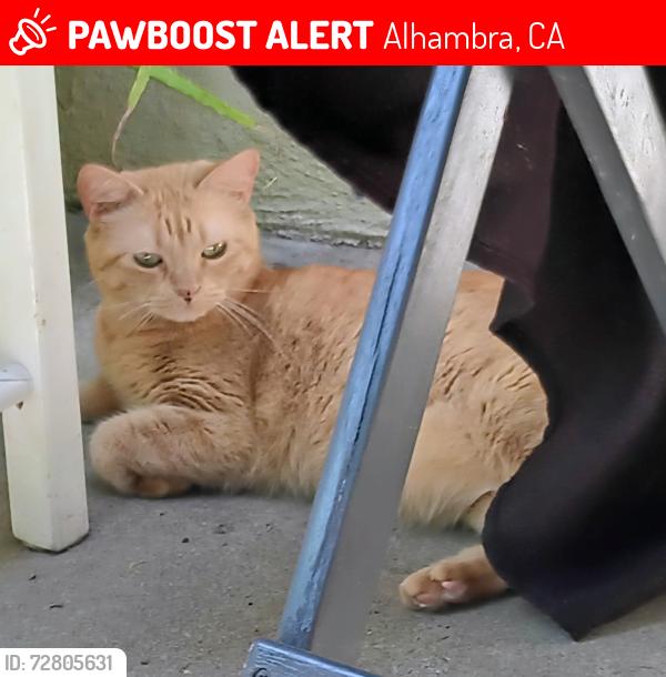 Lost Female Cat last seen Fremont Ave & Huntington Dr; The Dollar Tree, Alhambra, CA 91801