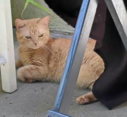 Lost Female Cat last seen Fremont Ave & Huntington Dr; The Dollar Tree, Alhambra, CA 91801