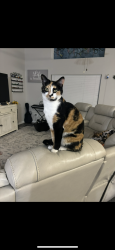 Lost Female Cat last seen Sun Lakes Rd and Mount Carmel Ln, Melbourne, FL 32901