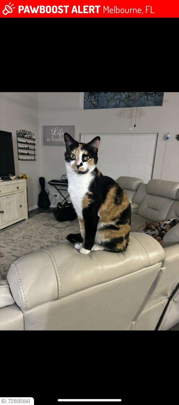 Lost Female Cat last seen Sun Lakes Rd and Mount Carmel Ln, Melbourne, FL 32901
