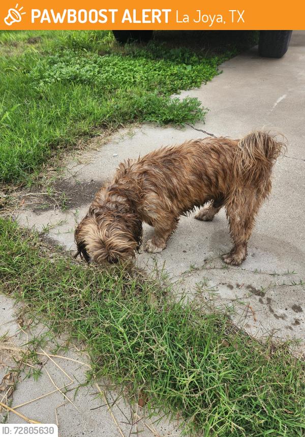 Found/Stray Unknown Dog last seen The neighborhood is right between a funeral  and gas station azizz, right in front of a idea school, La Joya, TX 78560