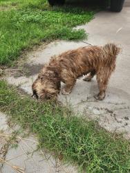 Found/Stray Unknown Dog last seen The neighborhood is right between a funeral  and gas station azizz, right in front of a idea school, La Joya, TX 78560