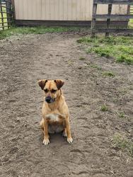 Lost Female Dog last seen Between 104 and Borror road, Grove City, OH 43123