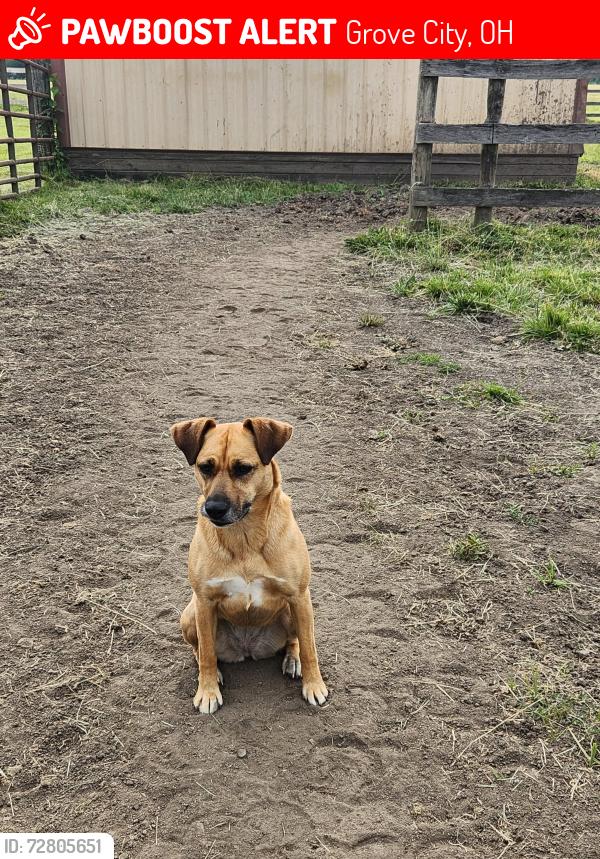Lost Female Dog last seen Between 104 and Borror road, Grove City, OH 43123