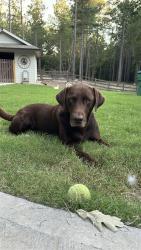Lost Male Dog last seen Willow springs rd , Dallas, GA 30132