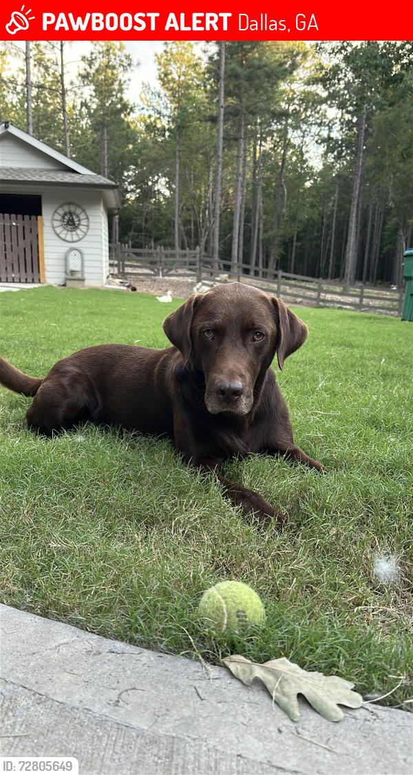 Lost Male Dog last seen Willow springs rd , Dallas, GA 30132