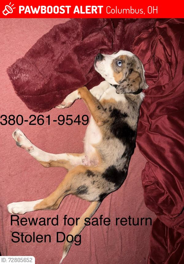 Lost Male Dog last seen jt Designs on lockburne, Columbus, OH 43215