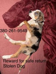 Lost Male Dog last seen jt Designs on lockburne, Columbus, OH 43215