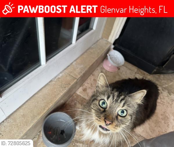 Lost Male Cat last seen Memorial plan at Miami memorial park cemetery , Glenvar Heights, FL 33143