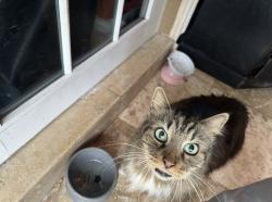 Lost Male Cat last seen Memorial plan at Miami memorial park cemetery , Glenvar Heights, FL 33143