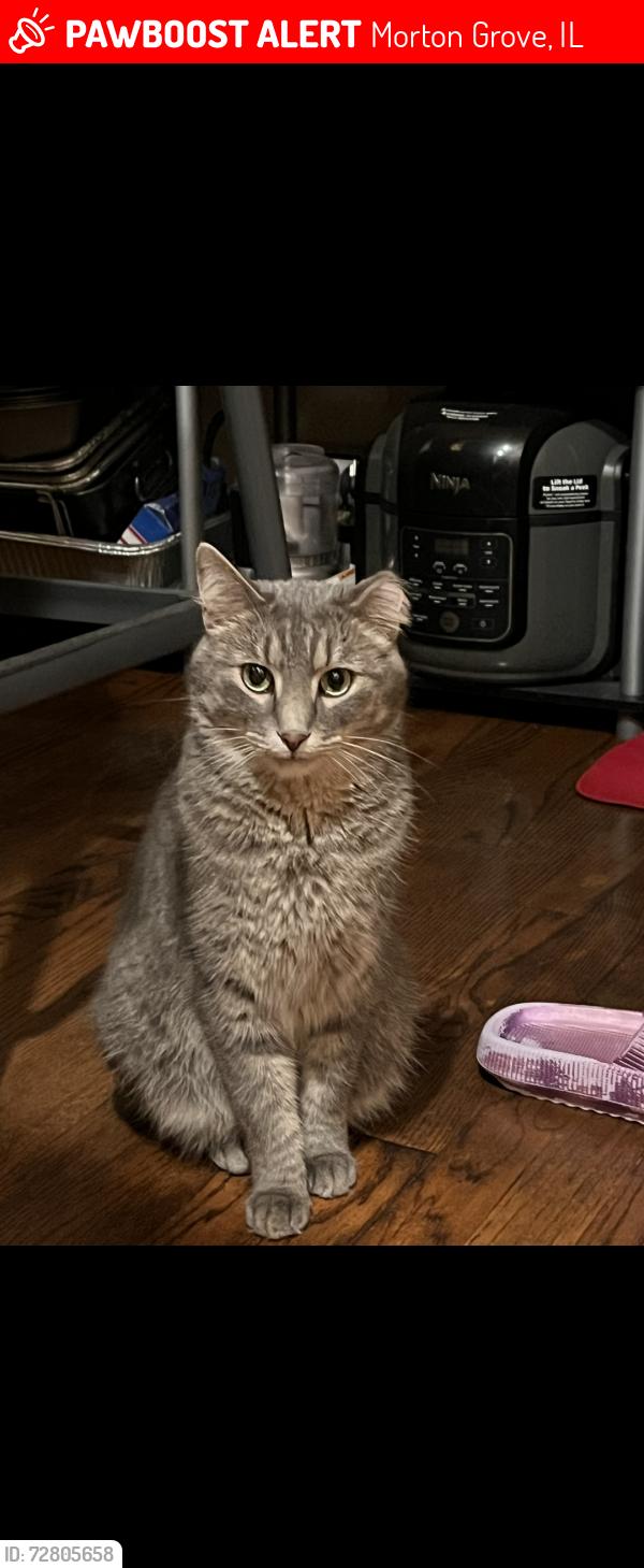 Lost Male Cat last seen Shermer, Golf Rd, Dumpster St, Morton Grove, IL 60053