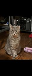 Lost Male Cat last seen Shermer, Golf Rd, Dumpster St, Morton Grove, IL 60053