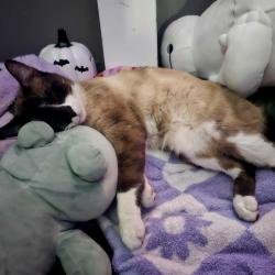 Lost Male Cat last seen  e Farvew , East San Gabriel, CA 91775