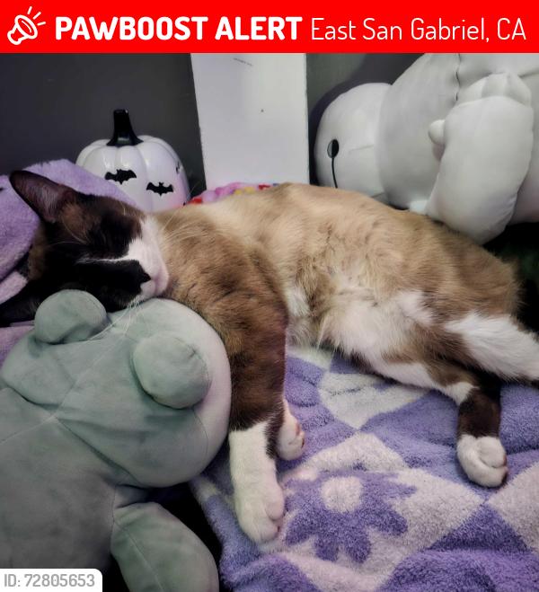 Lost Male Cat last seen  e Farvew , East San Gabriel, CA 91775