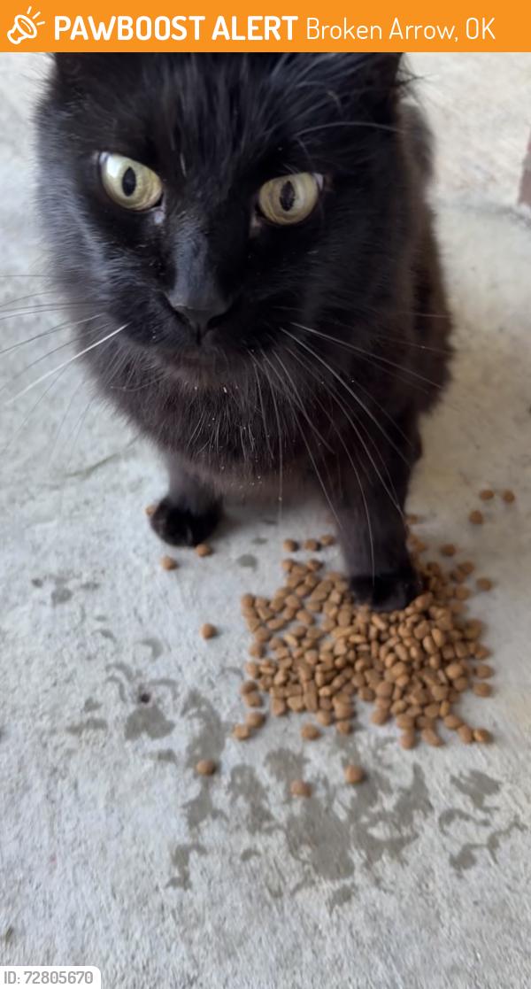 Found/Stray Unknown Cat last seen 41st and 209th, Broken Arrow, OK 74014