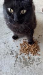 Found/Stray Unknown Cat last seen 41st and 209th, Broken Arrow, OK 74014
