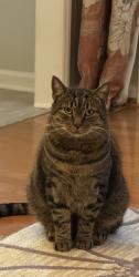 Lost Male Cat last seen Tarbert/Braemar Ct.   Scottish Hills Cary, Cary, NC 27511