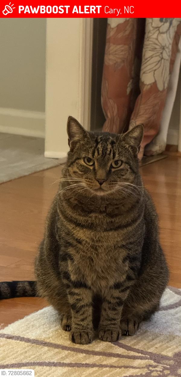 Lost Male Cat last seen Tarbert/Braemar Ct.   Scottish Hills Cary, Cary, NC 27511