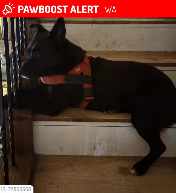 Lost Female Dog last seen Washington/175, Leavenworth, WA 98826