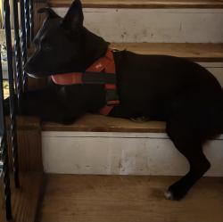 Lost Female Dog last seen Washington/175, Leavenworth, WA 98826