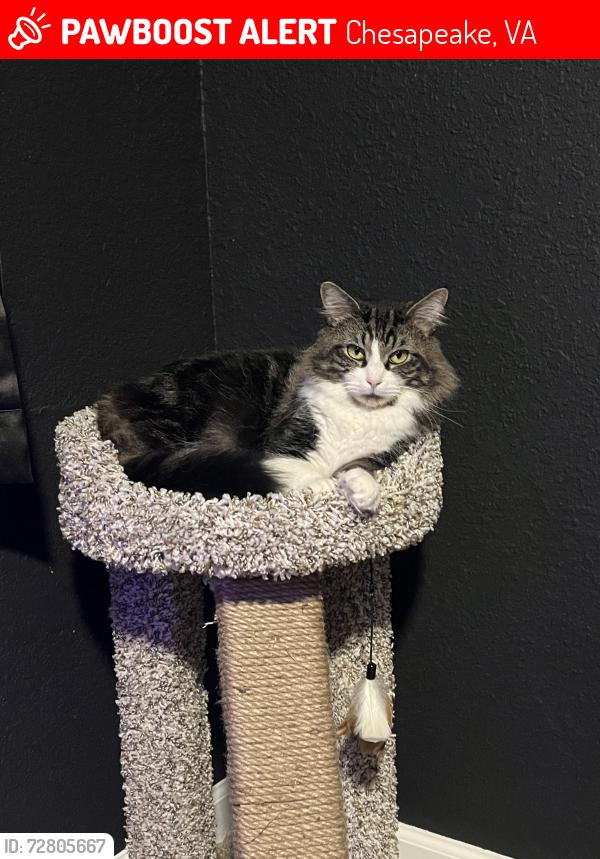 Lost Male Cat last seen Taylor Road, Chesapeake, VA 23321