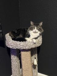 Lost Male Cat last seen Taylor Road, Chesapeake, VA 23321