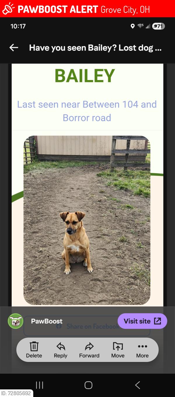 Lost Female Dog last seen Between 104 and Borror Rd, Grove City, OH 43123