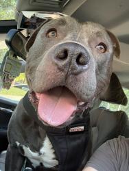 Found/Stray Male Dog last seen Forsyth county animal Shelter , Winston-Salem, NC 27105