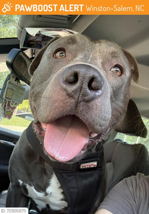 Found/Stray Male Dog last seen Forsyth county animal Shelter , Winston-Salem, NC 27105