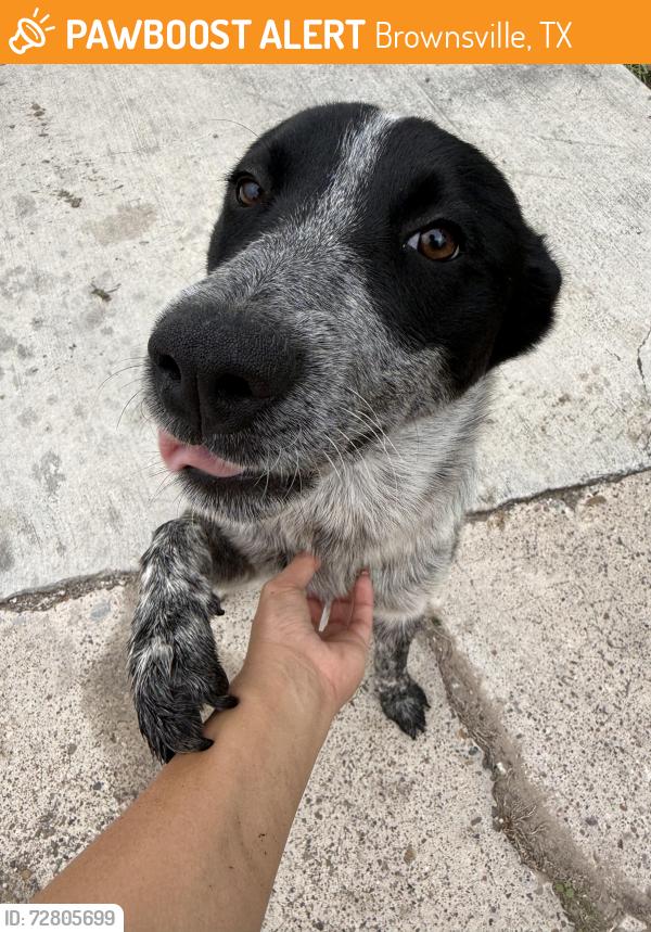 Found/Stray Male Dog last seen Maine Ave / Browne Ave , Brownsville, TX 78521