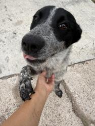 Found/Stray Male Dog last seen Maine Ave / Browne Ave , Brownsville, TX 78521