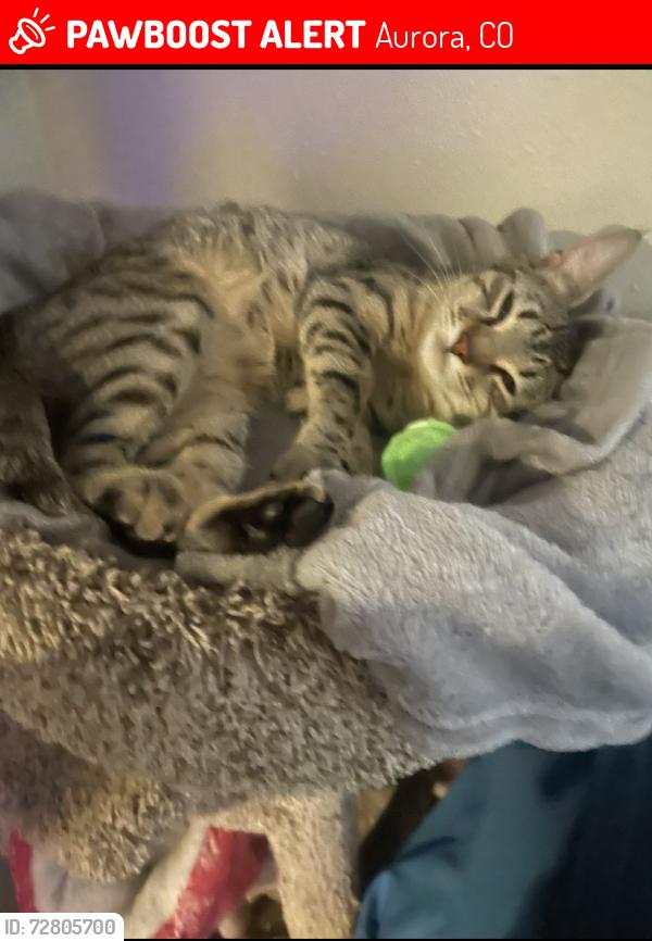 Lost Female Cat last seen Iliff and Telluride, Aurora, CO 80013