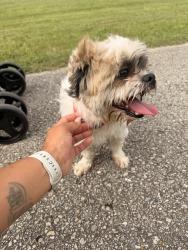 Found/Stray Male Dog last seen mayde creek south park, Houston, TX 77084