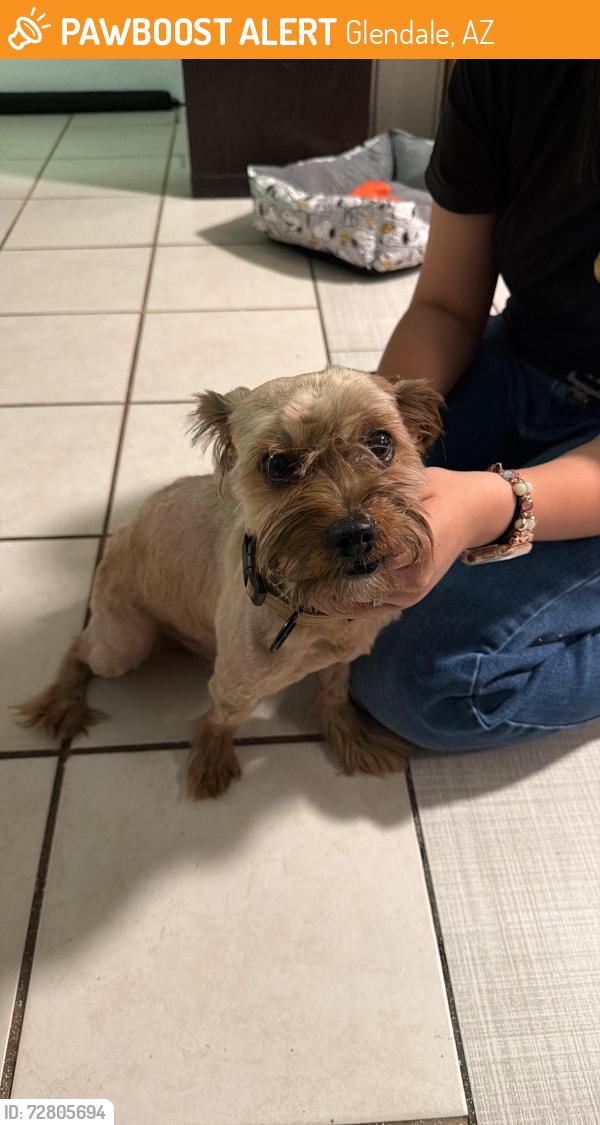 Found/Stray Male Dog last seen Harold W Smith Elementary School (North 63rd avenue, Glendale Arizona) , Glendale, AZ 85301