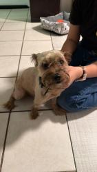 Found/Stray Male Dog last seen Harold W Smith Elementary School (North 63rd avenue, Glendale Arizona) , Glendale, AZ 85301