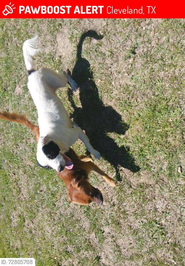 Lost Male Dog last seen Laid Back RV Park, Cleveland, TX 77328