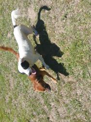 Lost Male Dog last seen Laid Back RV Park, Cleveland, TX 77328