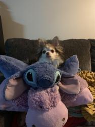 Lost Male Dog last seen 11th and Malvina, Indianapolis, IN 46229