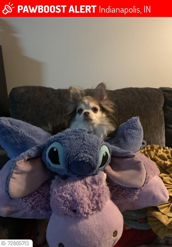 Lost Male Dog last seen 11th and Malvina, Indianapolis, IN 46229