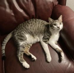 Lost Male Cat last seen Chase Road, Reserve at lake butler sound, keenes pointe, glenmiur, Windermere, FL 34786