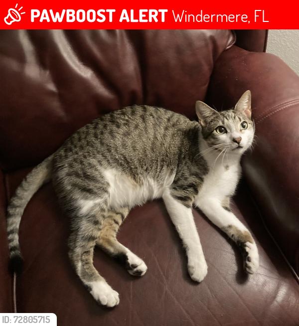 Lost Male Cat last seen Chase Road, Reserve at lake butler sound, keenes pointe, glenmiur, Windermere, FL 34786