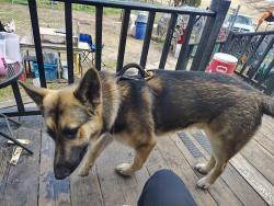 Lost Male Dog last seen Near and 650, Pleasant Lake, IN 46779