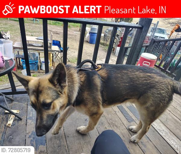 Lost Male Dog last seen Near and 650, Pleasant Lake, IN 46779