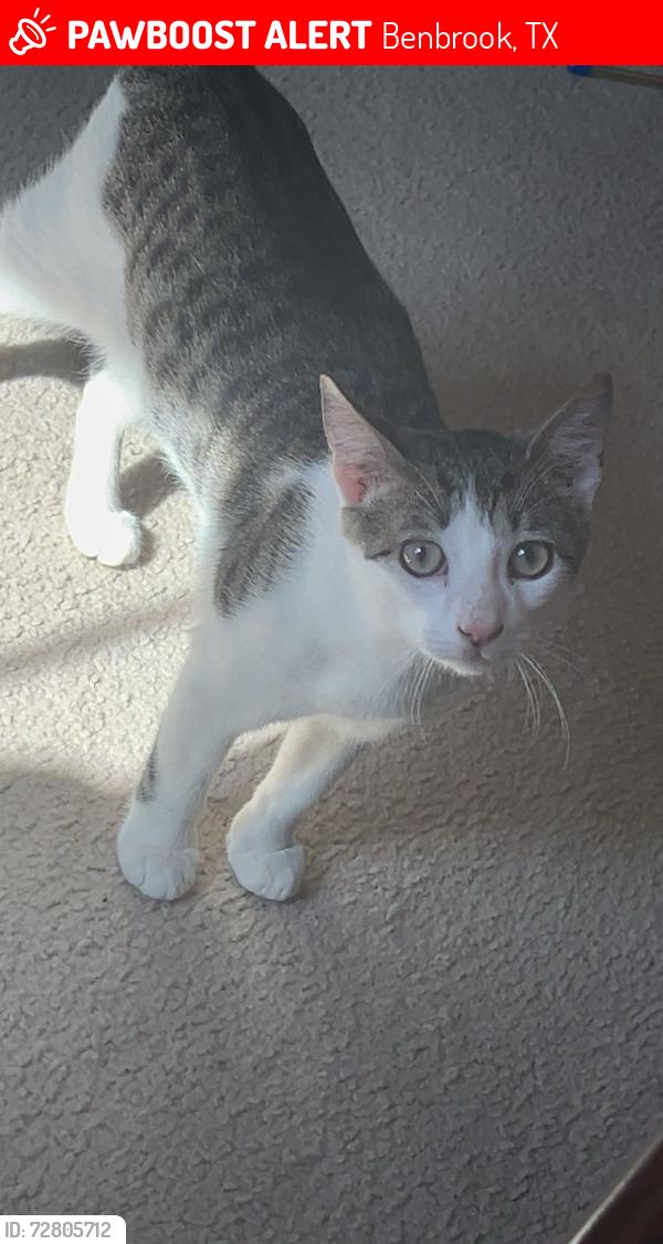 Lost Male Cat last seen Elementary school, Benbrook, TX 76126
