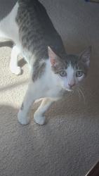Lost Male Cat last seen Elementary school, Benbrook, TX 76126