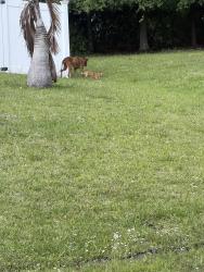 Found/Stray Unknown Dog last seen Booth street off California , Port St. Lucie, FL 34953