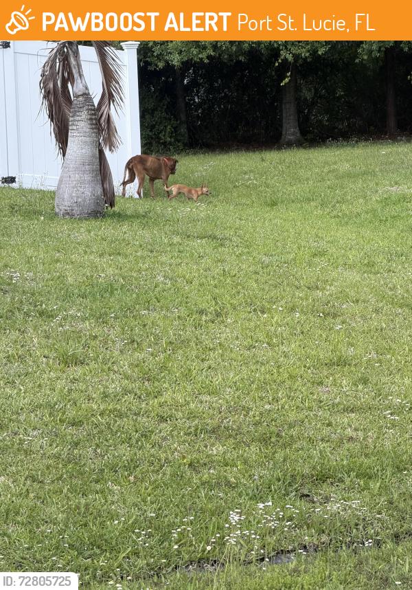 Found/Stray Unknown Dog last seen Booth street off California , Port St. Lucie, FL 34953