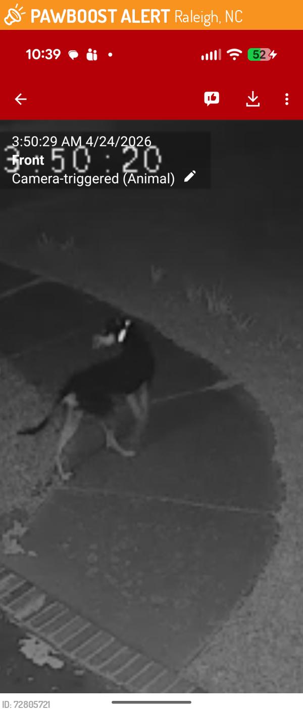 Found/Stray Unknown Dog last seen Loch Raven Pwy, Raleigh, NC 27604