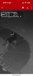 Found/Stray Unknown Dog last seen Loch Raven Pwy, Raleigh, NC 27604