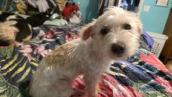 Found/Stray Female Dog last seen Hey 105 and n duck creek, Montgomery County, TX 77328